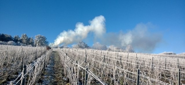 Vignes en hiver